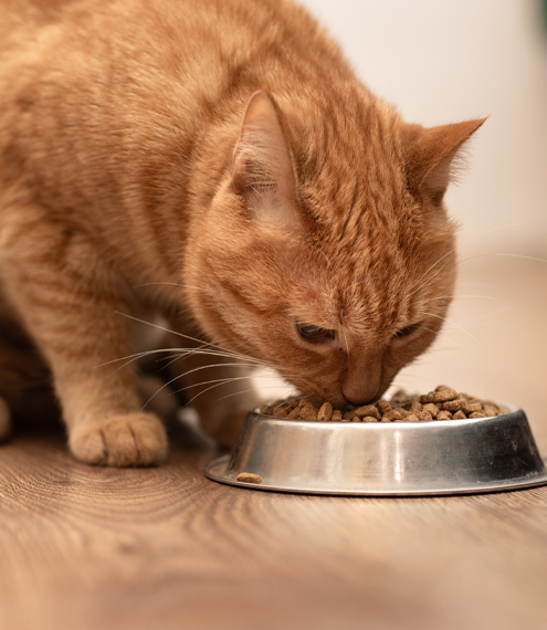 cómo identificar si la comida de mi gato es buena